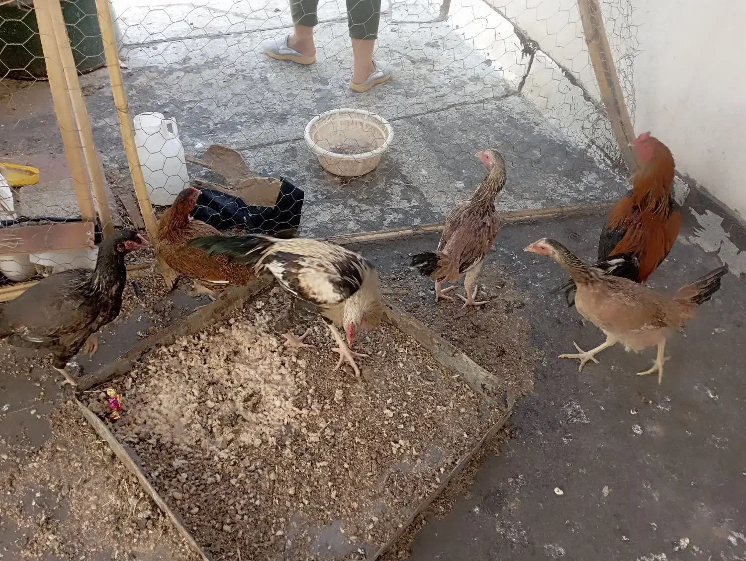 تعدادی مرغ خروس به قیمت مناسب|حیوانات مزرعه|سراوان, |دیوار