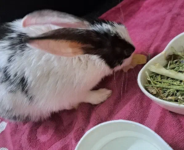 واگذاری بچه خرگوش|موش و خرگوش|زنجان, |دیوار