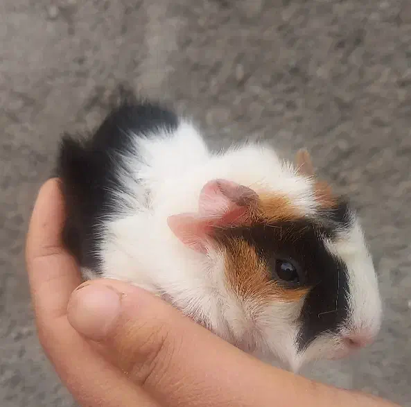 خوکچه هندی|موش و خرگوش|مشهد, شهرک شهید باهنر|دیوار