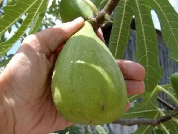 ف.روش ارقام نهال مثمر و غیر مثمر|خدمات باغبانی و درختکاری|کرمانشاه, |دیوار