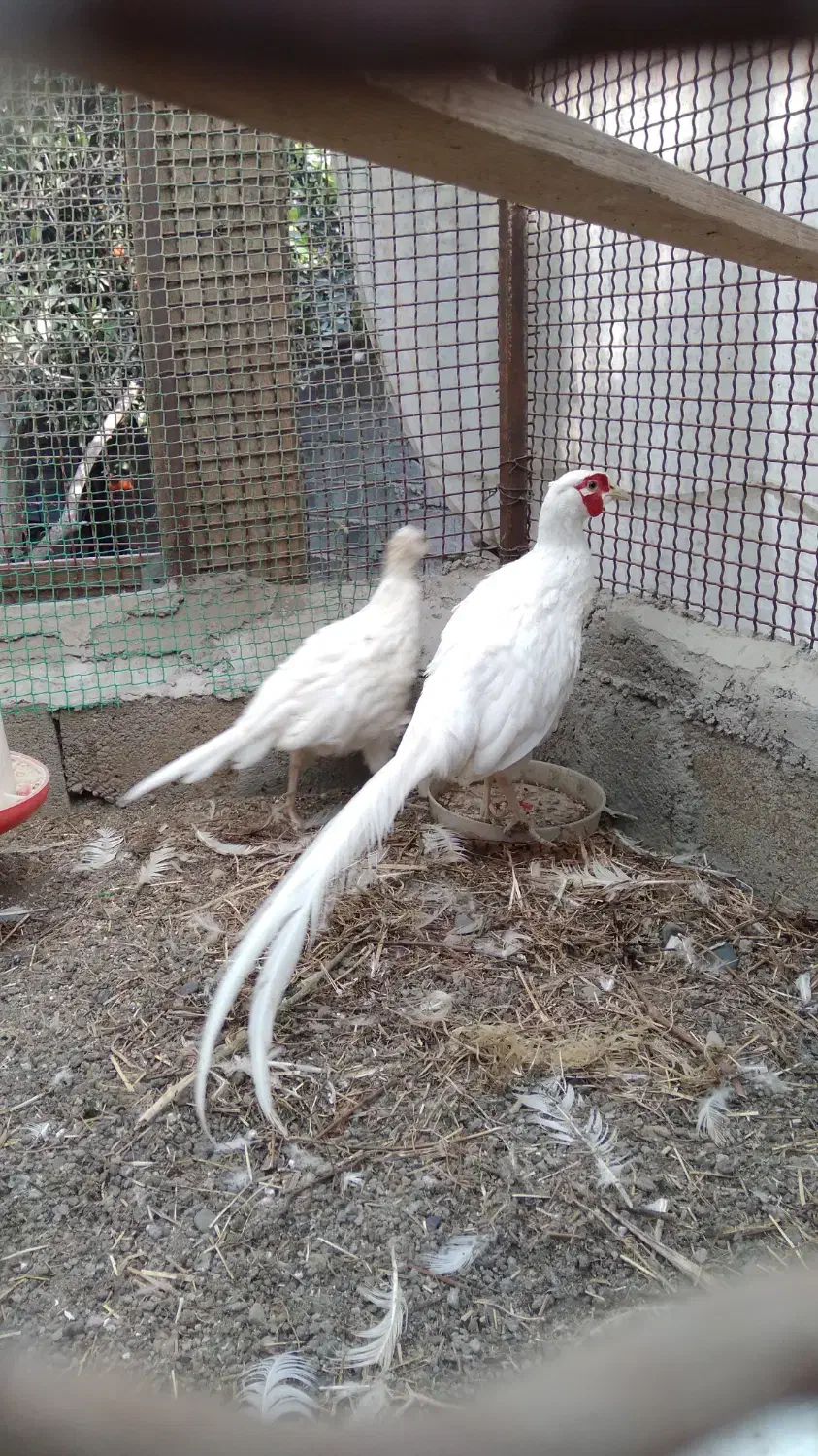 خروس نر هلندی|پرنده|گتاب, |دیوار