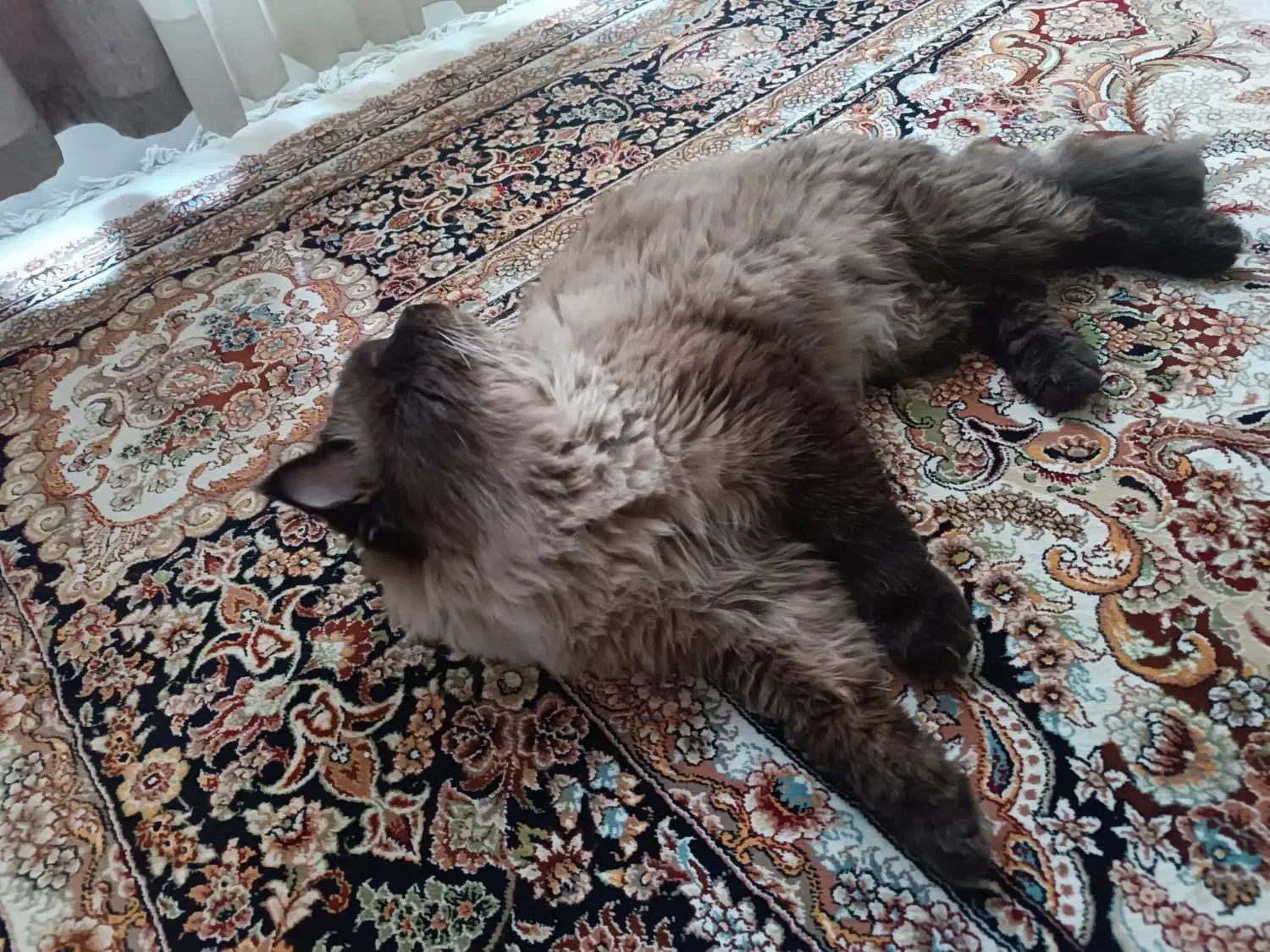 گربه نر نژادی هیمالیان دو ساله|گربه|مشهد, ابوذر|دیوار