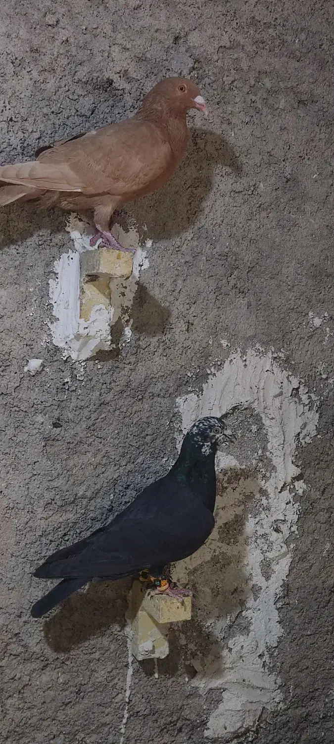 کبوتر پلاکی هوایی جوجه نر|پرنده|سروستان, |دیوار