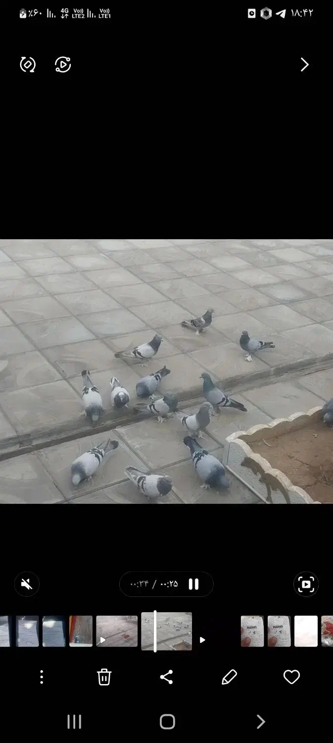 سه تا ترکیه بفروش میرسد|پرنده|کشاورز, |دیوار