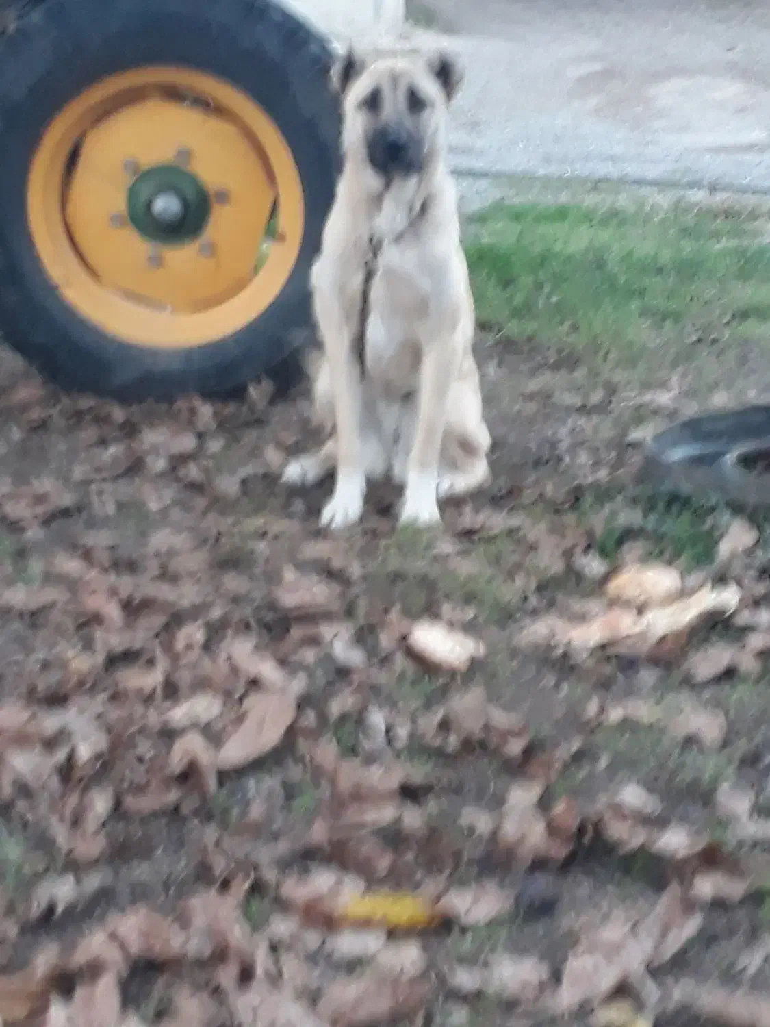 ماده|سگ|بیله سوار, |دیوار