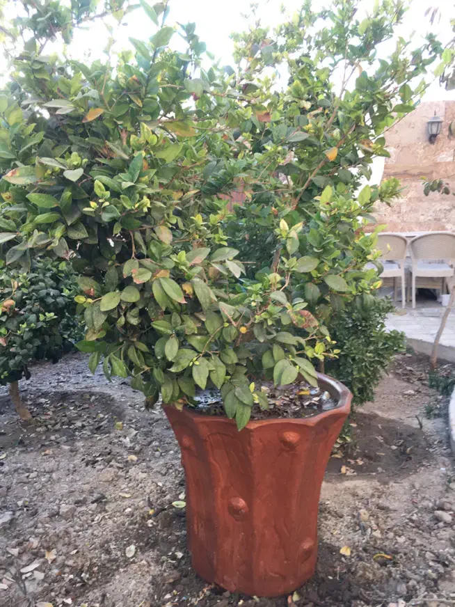 درختچه یاس هلندی|گل و گیاه طبیعی|شاهین‌شهر, مخابرات (شهید بهشتی)|دیوار