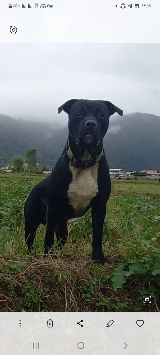 فروشی|سگ|ماسال, |دیوار