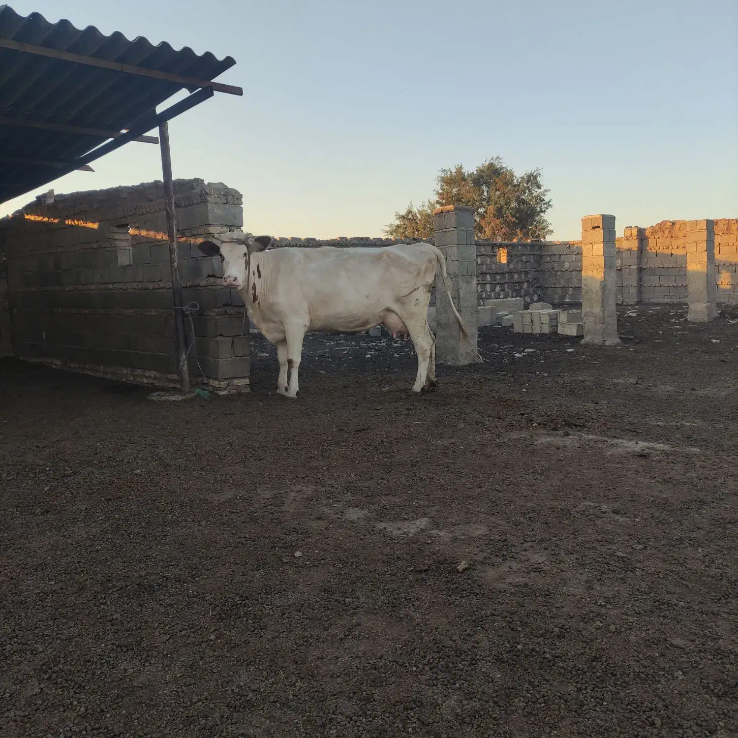 یک راس گاو گوساله دار|حیوانات مزرعه|گنبد کاووس, |دیوار