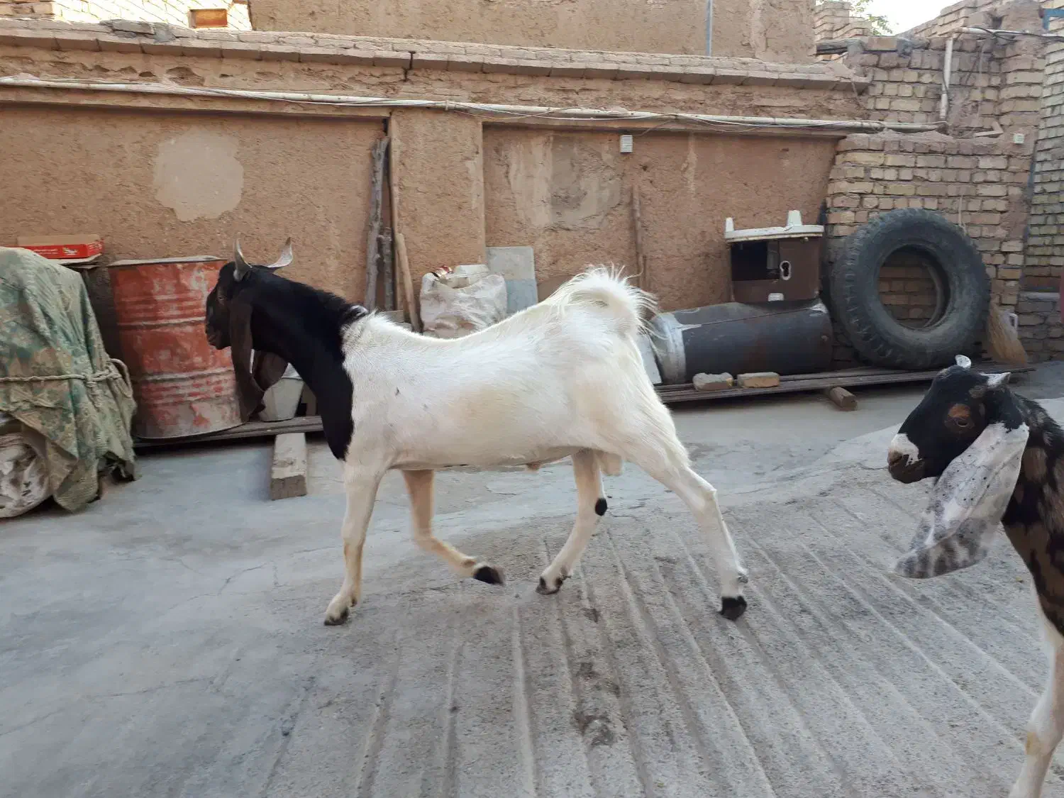 بز پاکستانی بره قوچ|حیوانات مزرعه|لنجان, |دیوار