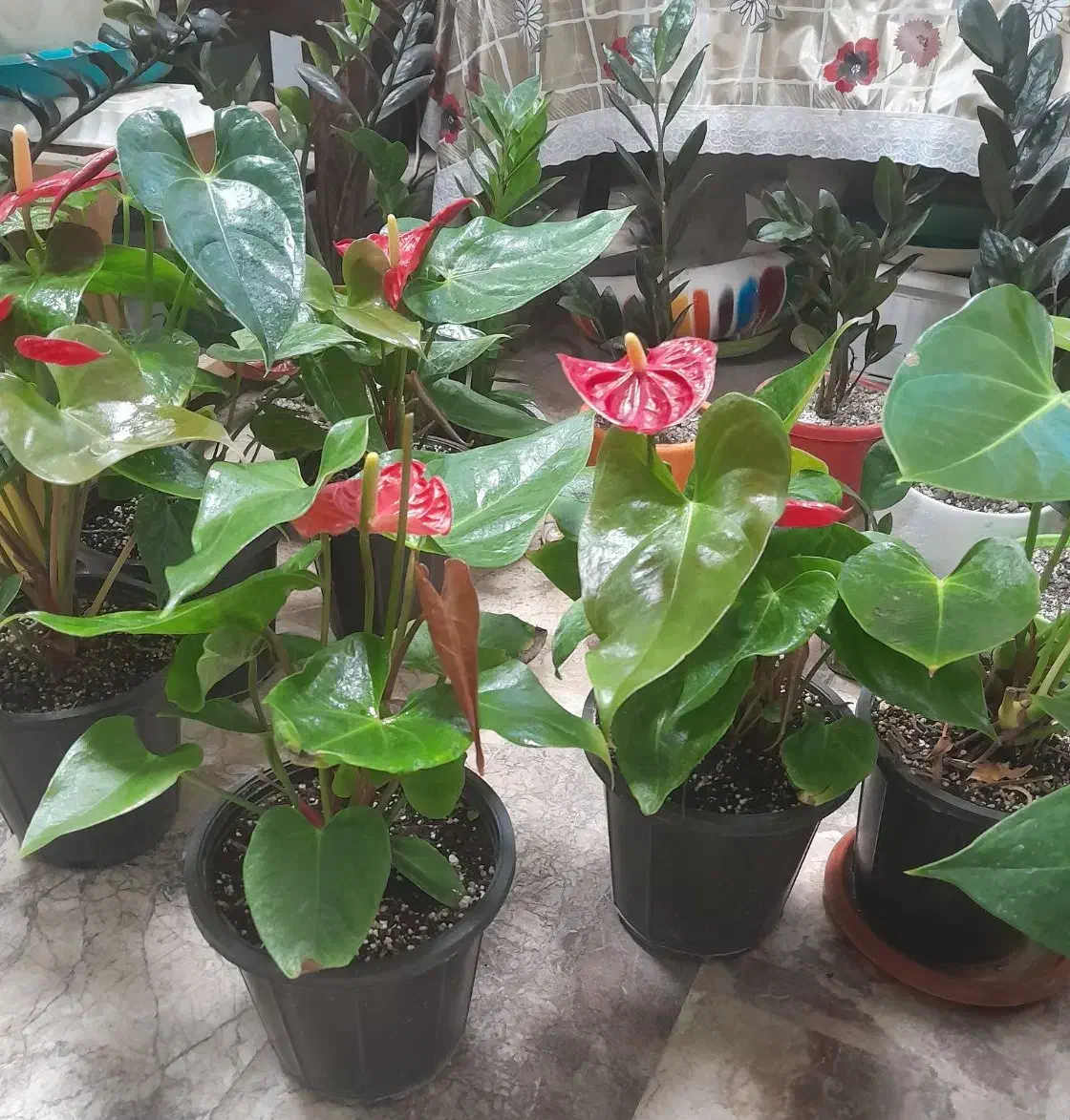 گل آنتریوم|گل و گیاه طبیعی|کرمانشاه, |دیوار