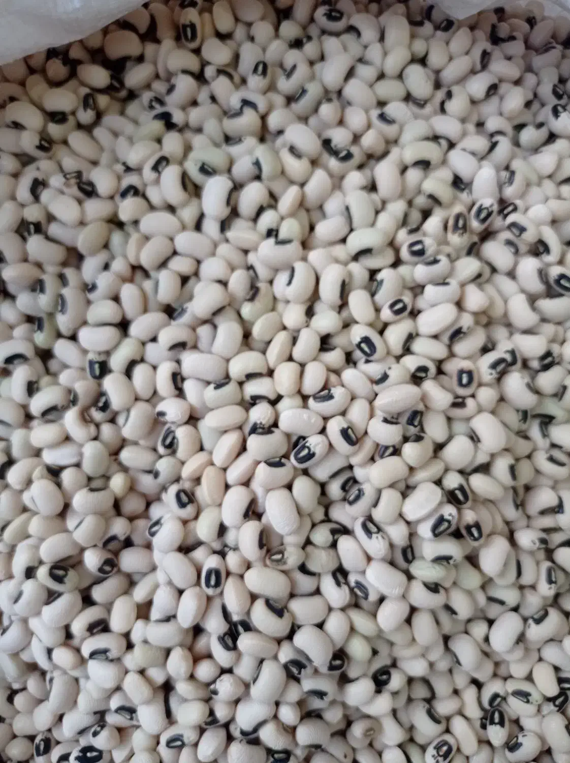 فروشی فوری لپه ی لوبیا برای تمامی مصرف کننده گان|عمدهفروشی|شیراز, شهرک ترکان|دیوار