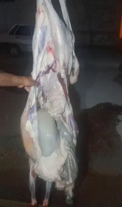 گوشت بره|خوردنی و آشامیدنی|مسجد سلیمان, |دیوار