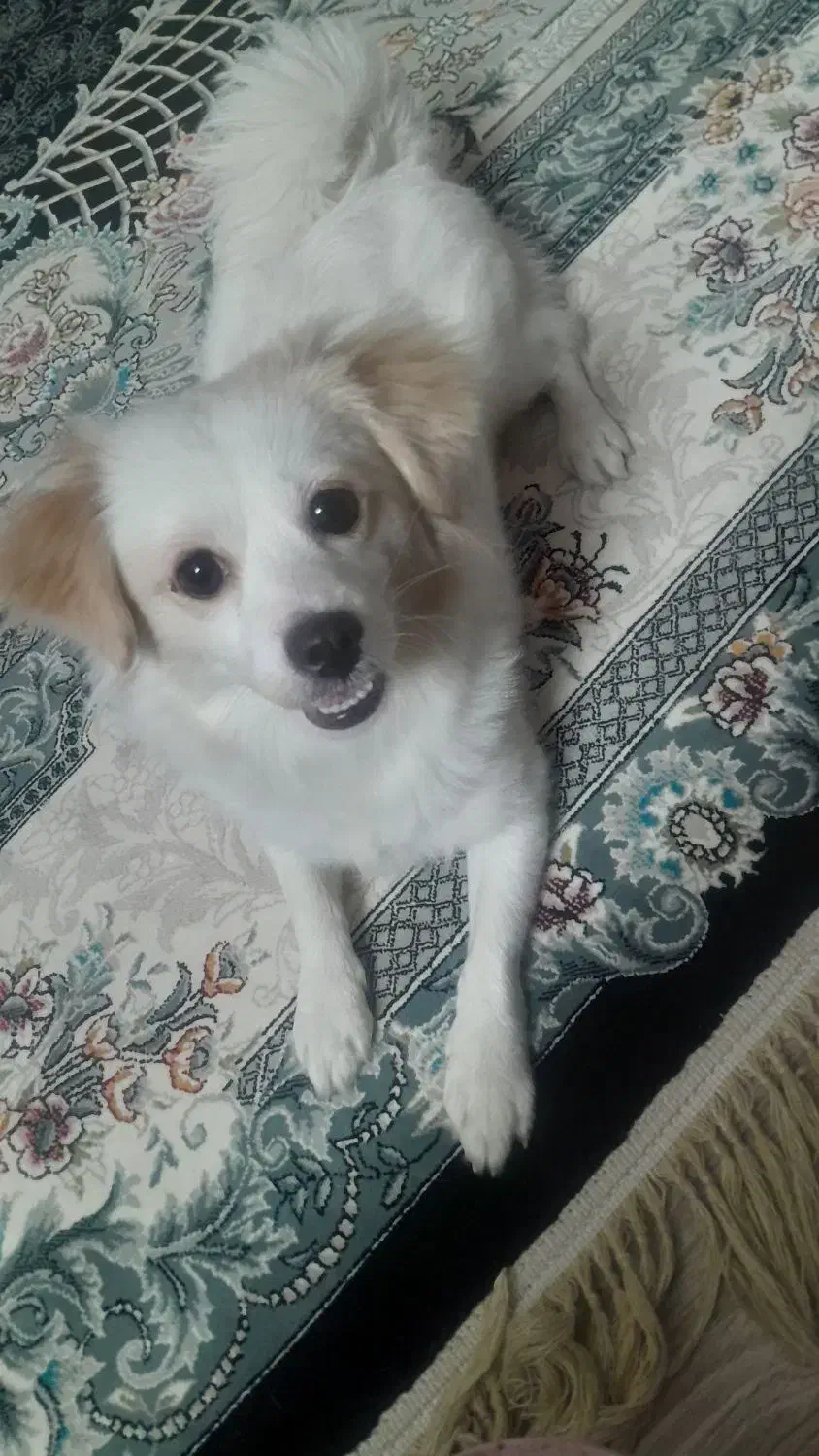 اشپیتز پامر ،دوساله وماده هستش|سگ|اصفهان, حسینآباد|دیوار