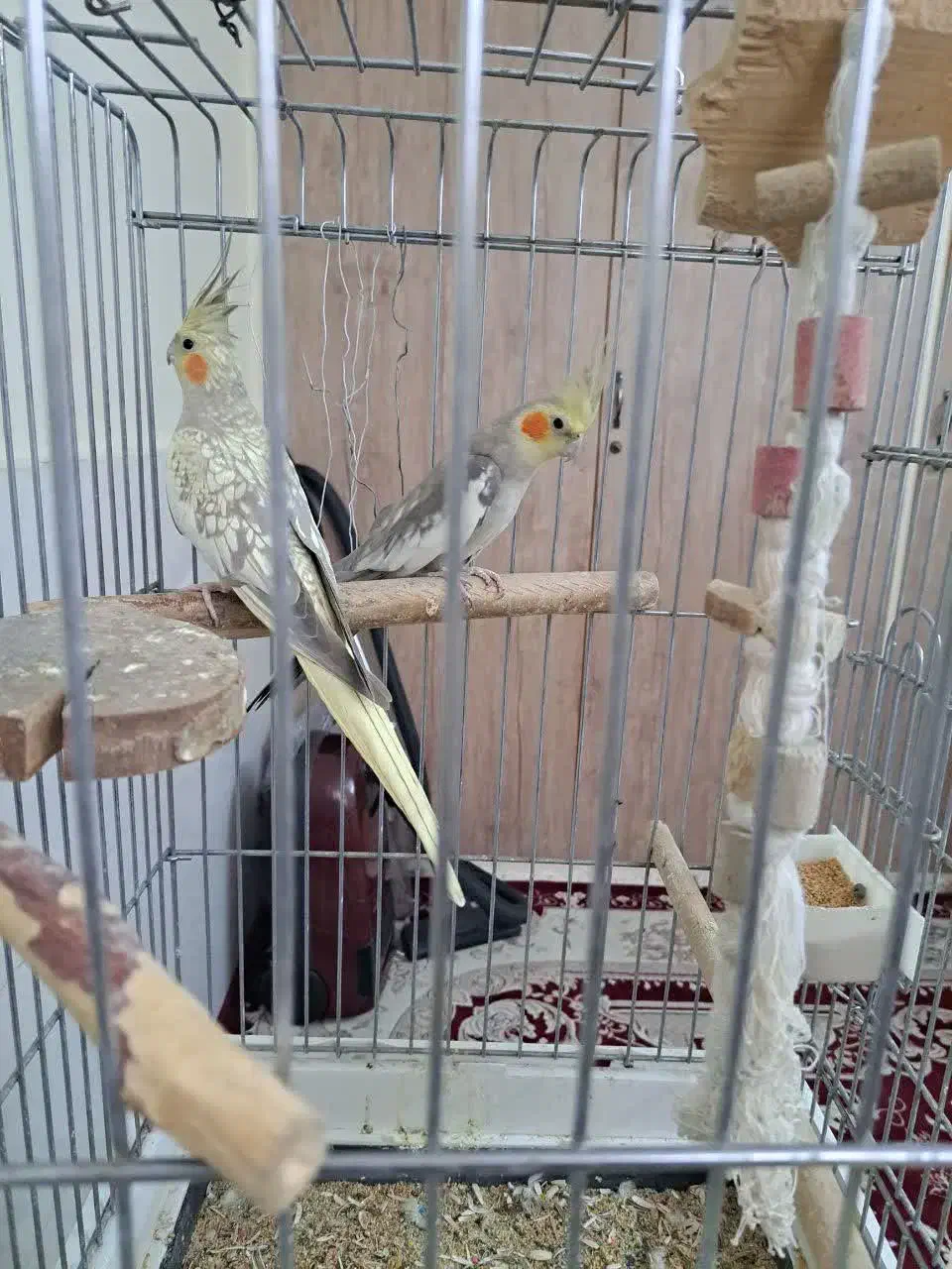 عروس هلندی جفت سالم وسرحال|پرنده|اسلامشهر, شهرک مهدیه|دیوار