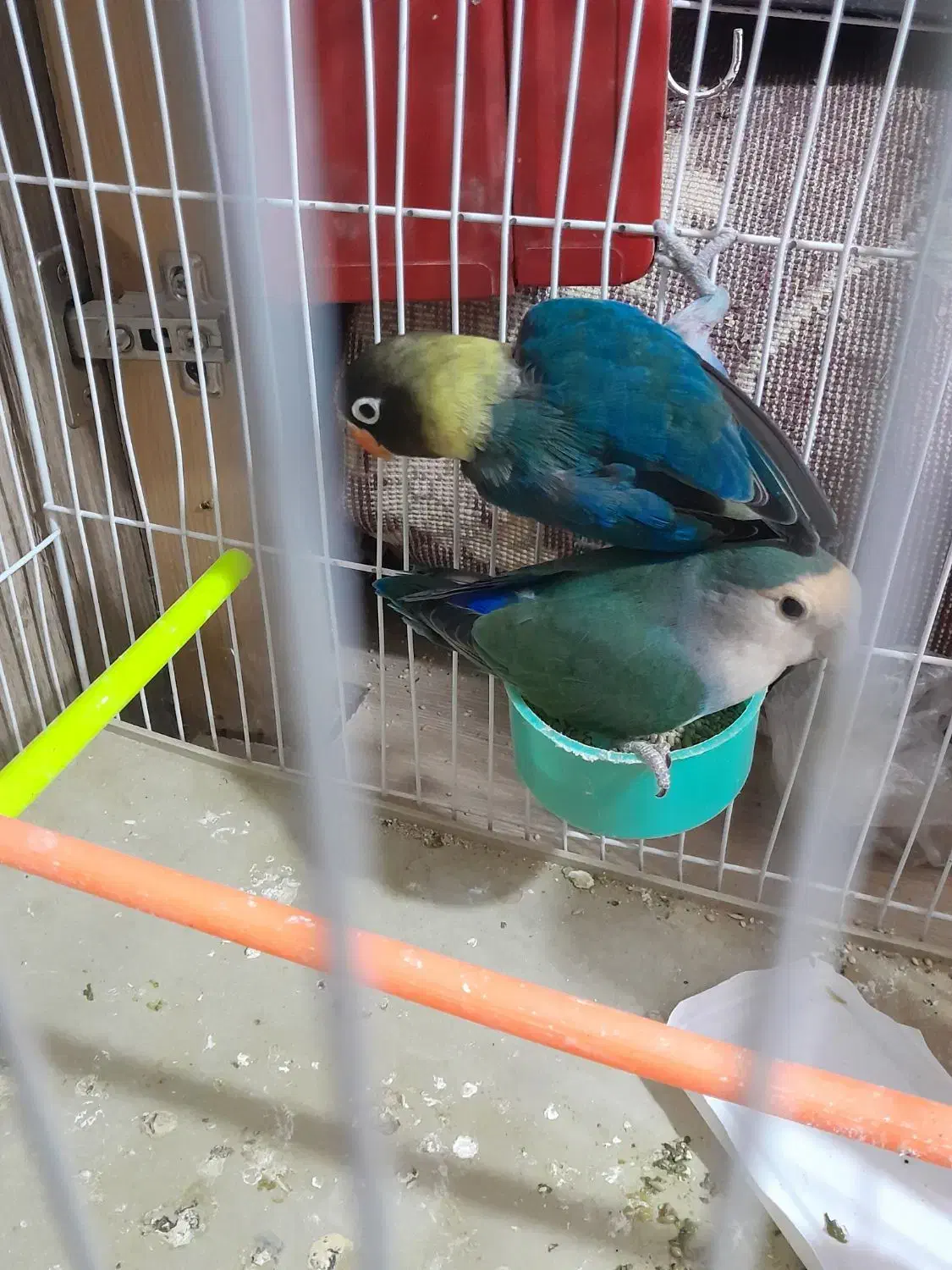 یک جفت کوتوله به شرط تخم جوجه|پرنده|تربت جام, کشتارگاه|دیوار