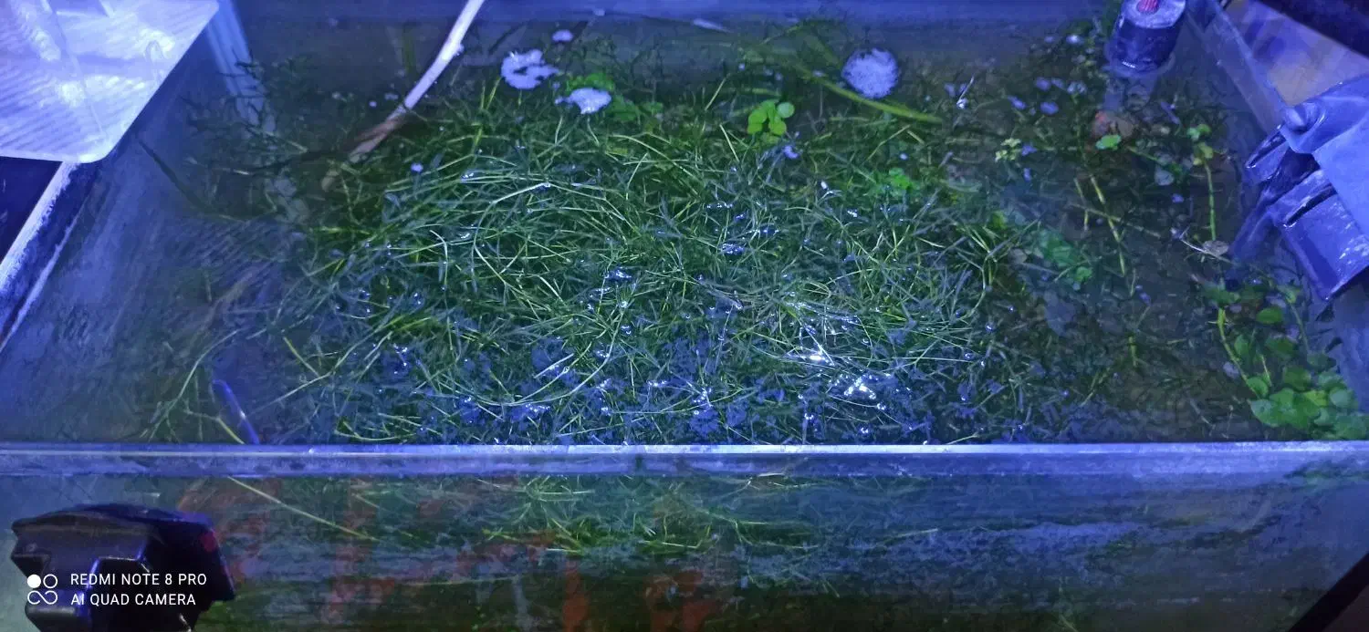 گیاه علف شیطان|ماهی|رفسنجان, |دیوار