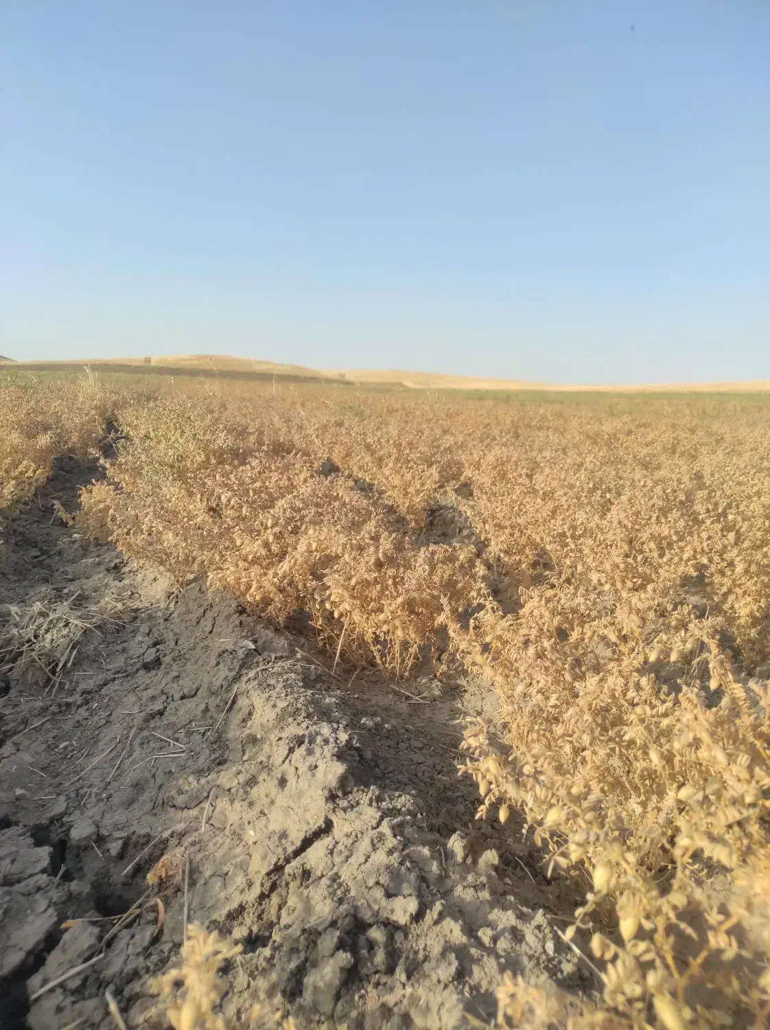 کاه نخود|گل و گیاه طبیعی|دهگلان, |دیوار