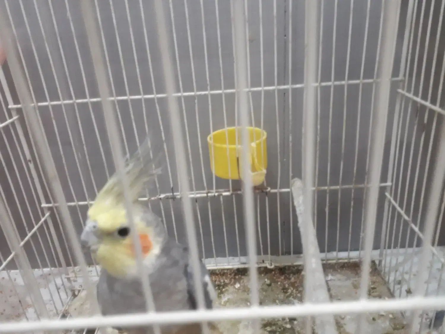 عروس هلندی نر دستی سخنگو|پرنده|طرقبه, |دیوار