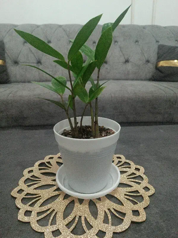 گل زاموفیلیا|گل و گیاه طبیعی|ارومیه, |دیوار