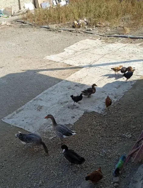 مرغخروس،اردک،غاز|حیوانات مزرعه|ملایر, |دیوار