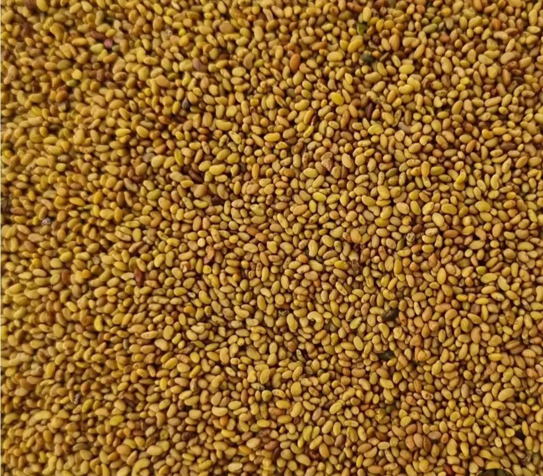 بذر یونجه رنجر آمریکایی|عمده‌فروشی|مرودشت, بیست متری بیمارستان|دیوار