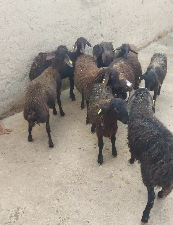 بره هترو|حیوانات مزرعه|صائین قلعه, |دیوار