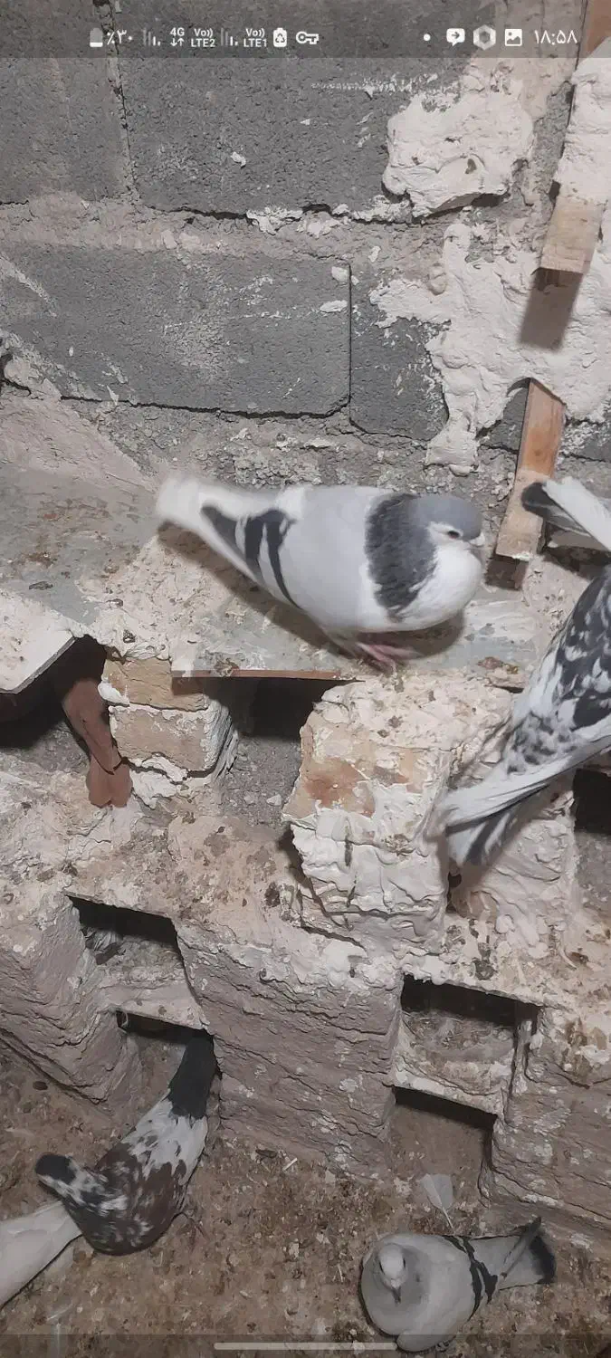 کفتر|پرنده|شیروان (خراسان), |دیوار