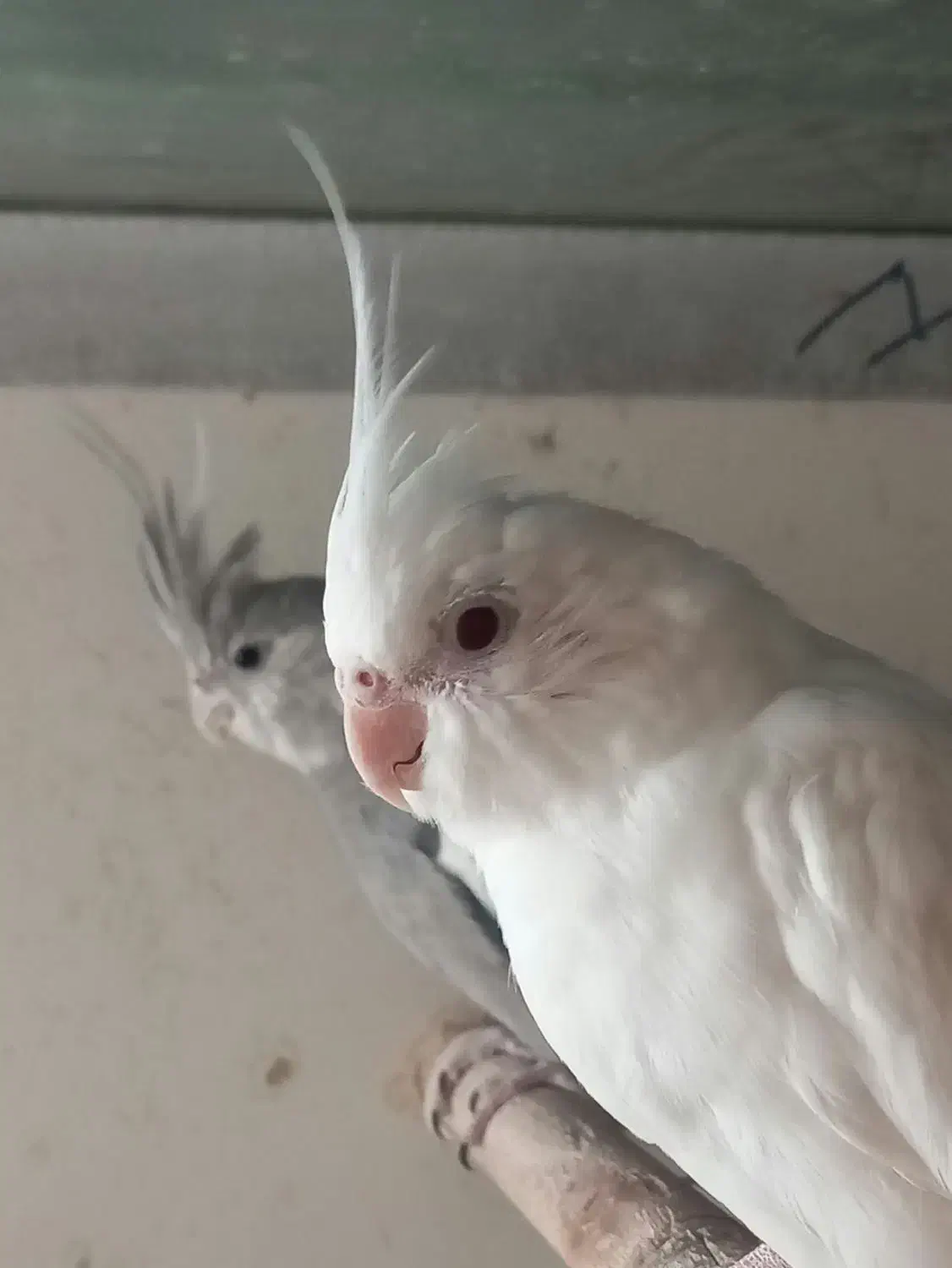 عروس هلندی نر ماده آلبینو وایت فیس|پرنده|تبریز, |دیوار