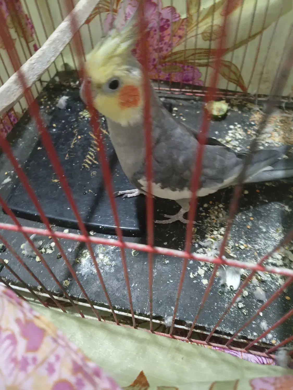 عروس هلندی|پرنده|ماهدشت, |دیوار