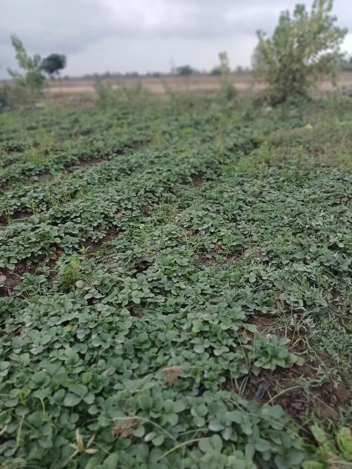 نهال توت فرنگی کاماروس|گل و گیاه طبیعی|خان ببین, |دیوار