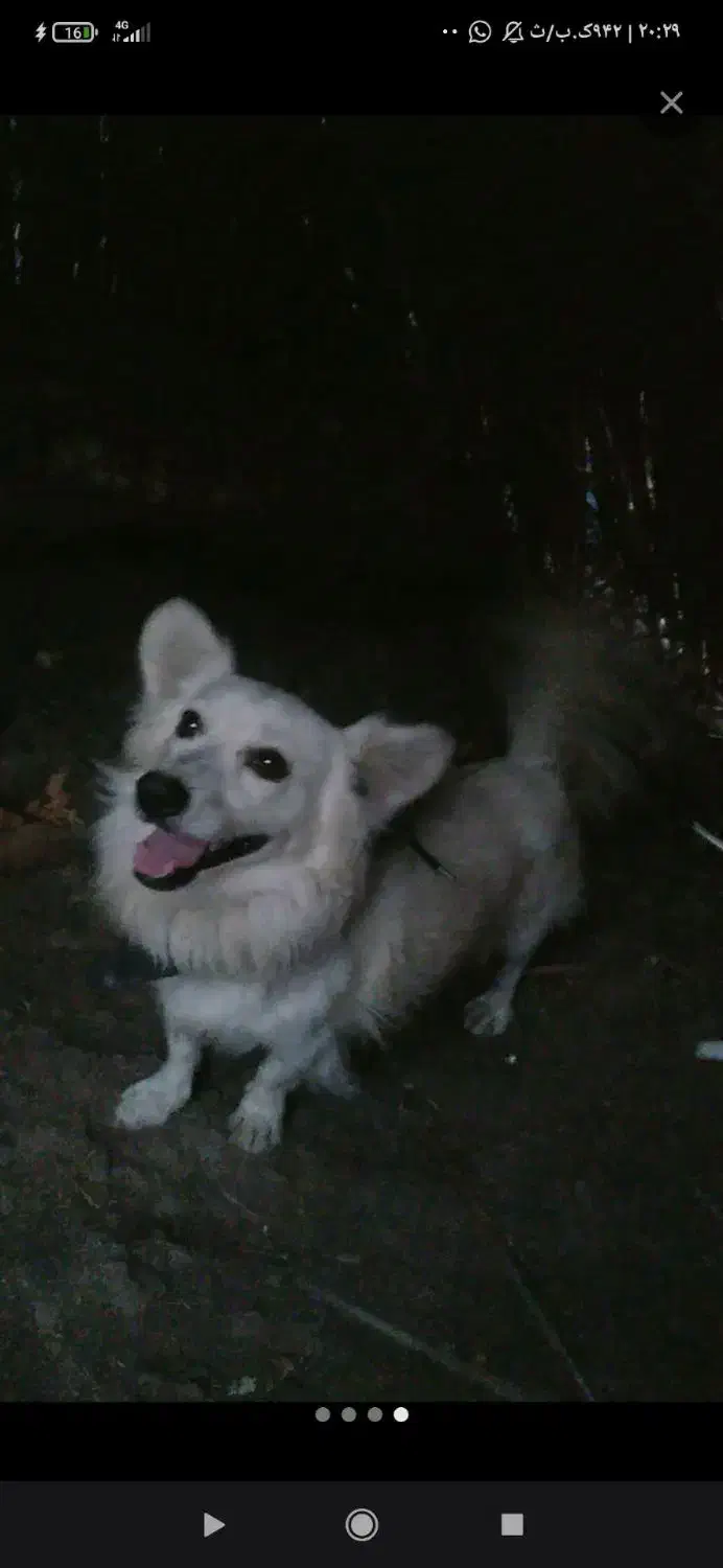 فروشی|سگ|جیرفت, |دیوار