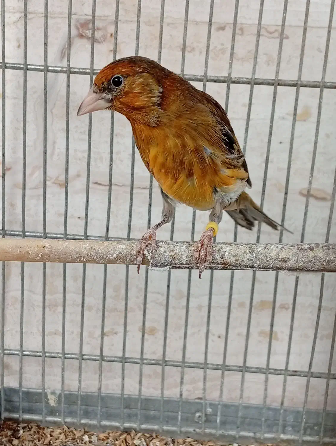 سهره قناری دهن ارسنجونی|پرنده|شیراز, صاحب الزمان|دیوار