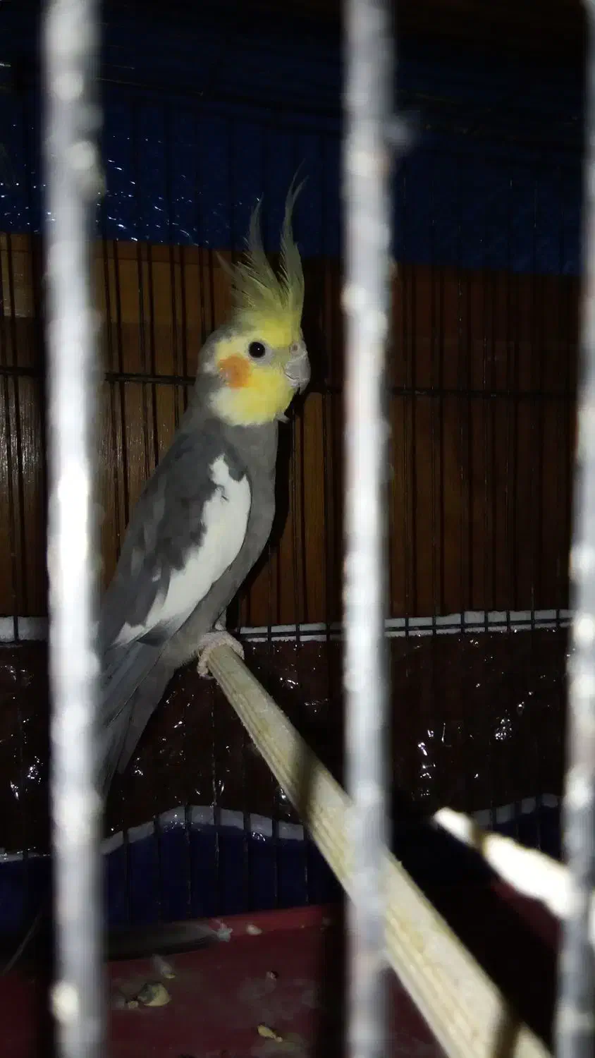 عروس ابلغ نر|پرنده|مینودشت, |دیوار