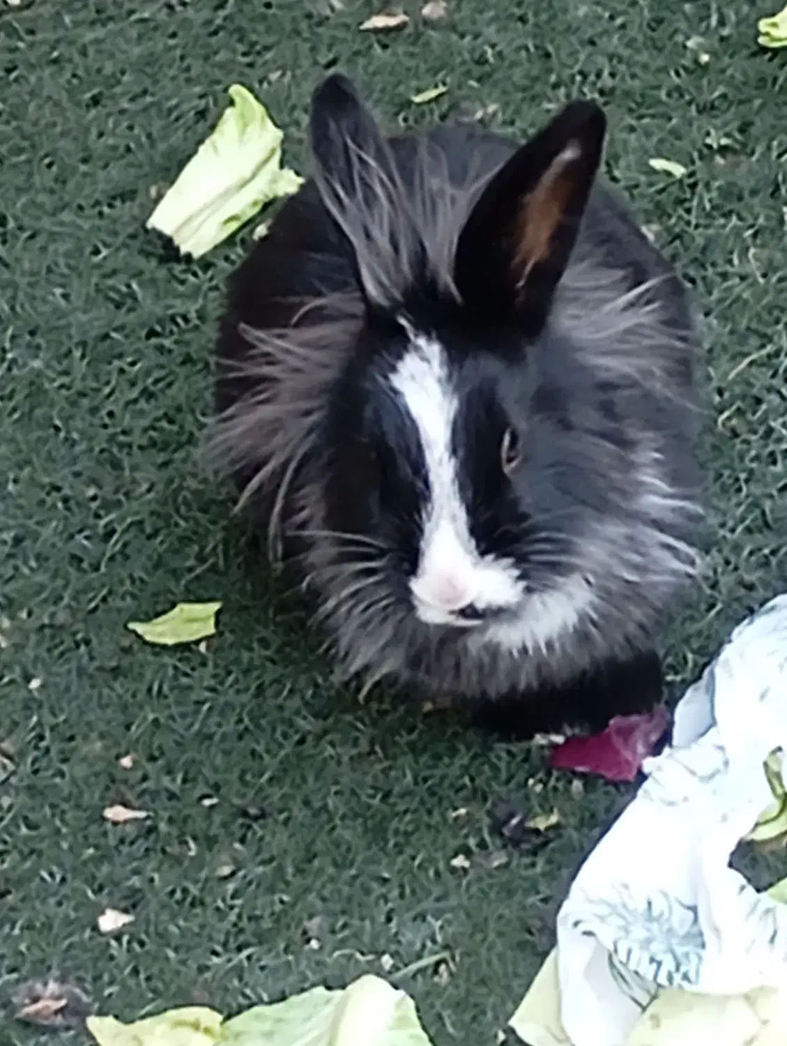 دو عدد خرگوش بالغ نر و ماده از نژاد یال دار|موش و خرگوش|شیراز, گل سرخ|دیوار