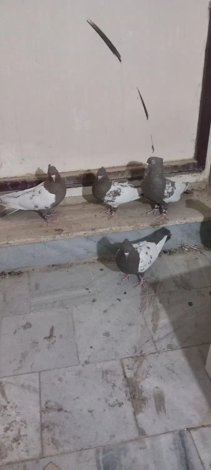 سینه قهوه ای|پرنده|شیراز, گویم|دیوار