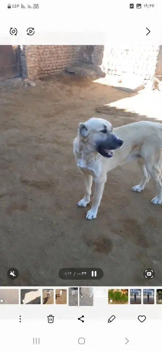 سگ من|سگ|تربت جام, میان جام|دیوار