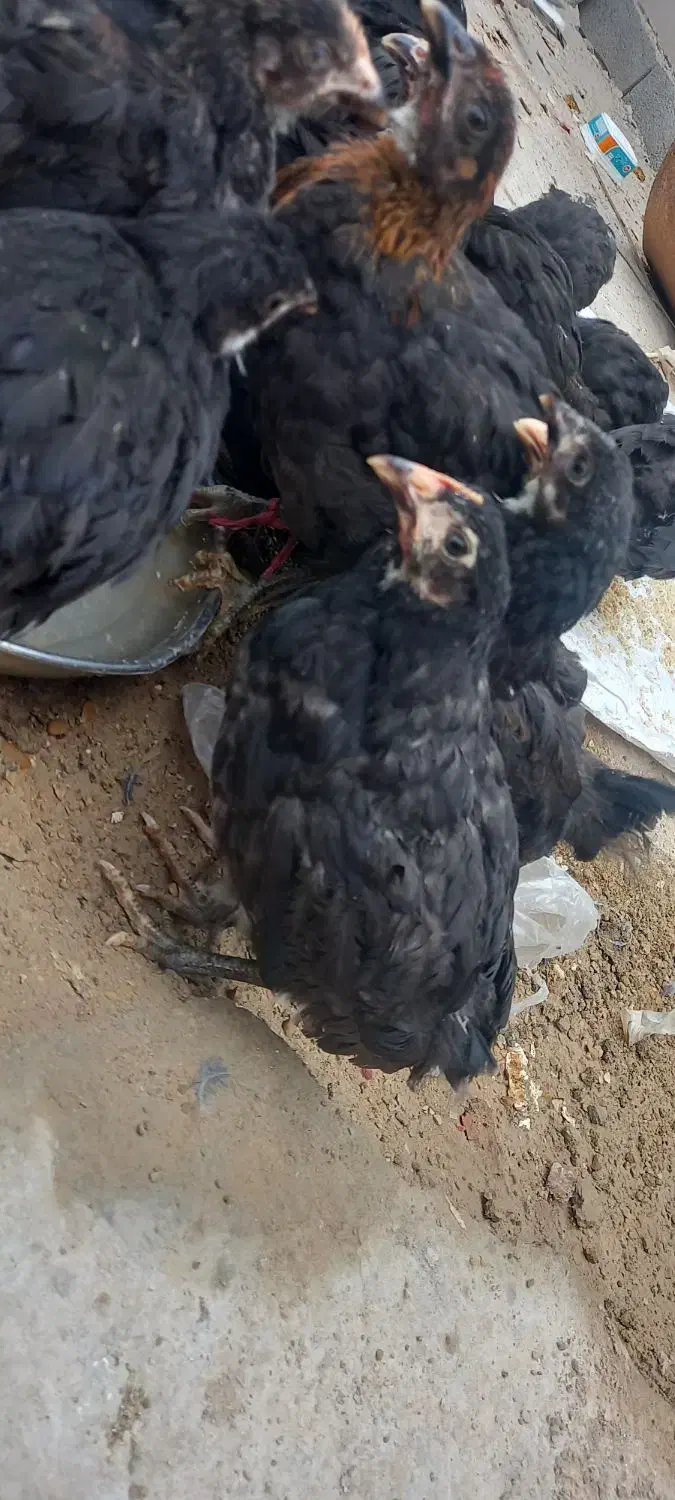 مرغ|حیوانات مزرعه|رامشیر, |دیوار