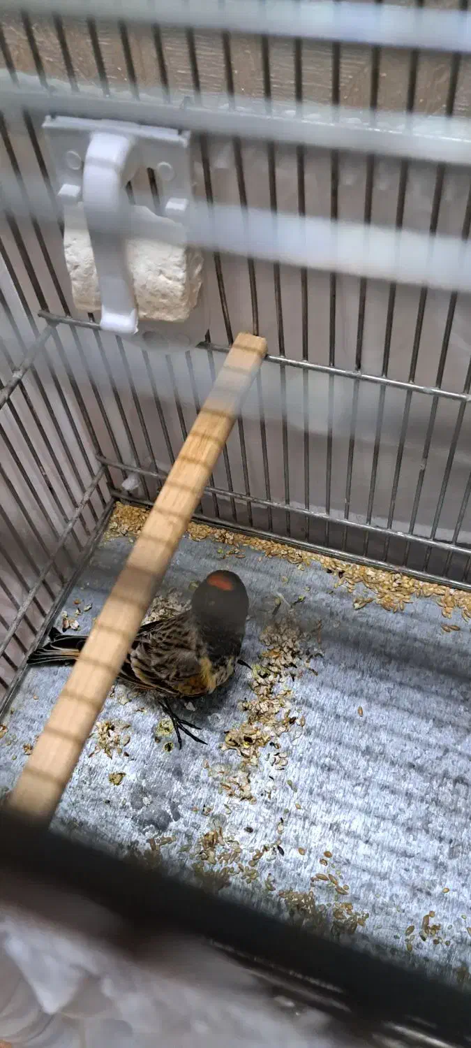 گلبسر نر|پرنده|پاکدشت, شهرک امام رضا|دیوار