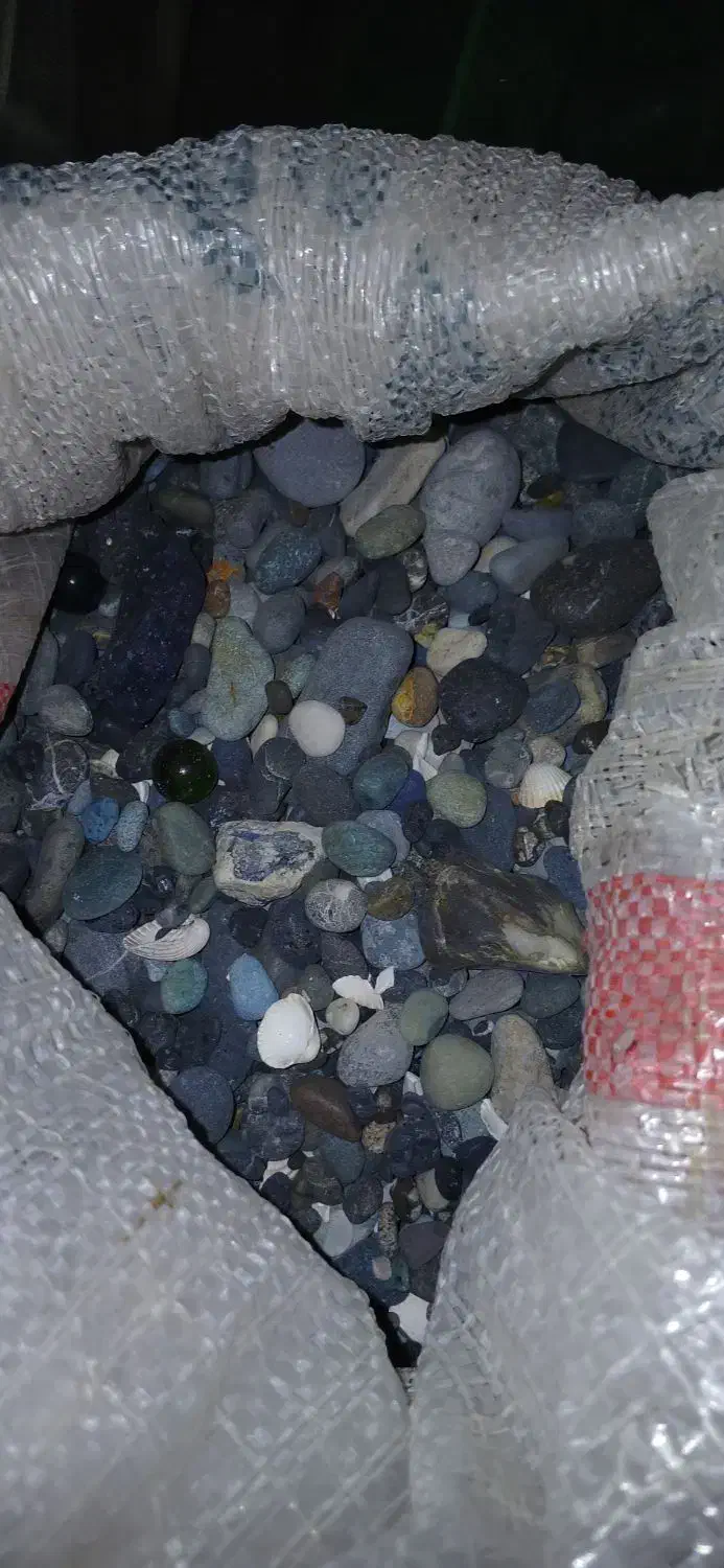 ماهی اکواریوم|ماهی|اردبیل, |دیوار