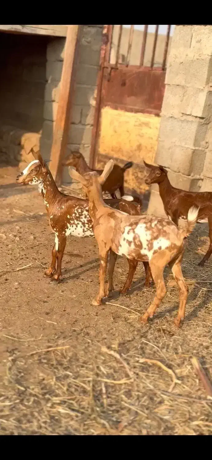 نابی بزغا|حیوانات مزرعه|سمنان, |دیوار