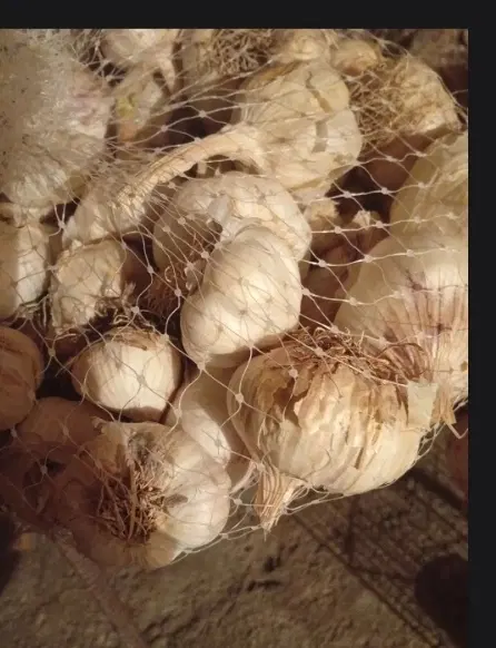 سیر|خوردنی و آشامیدنی|نورآباد, |دیوار