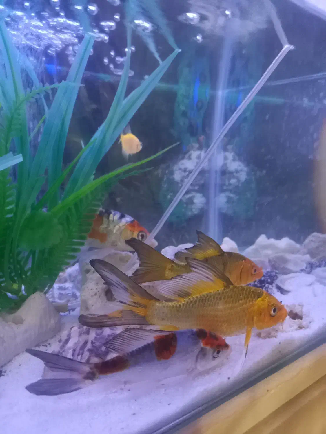 ماهی کوی|ماهی|مشهد, زمرد|دیوار