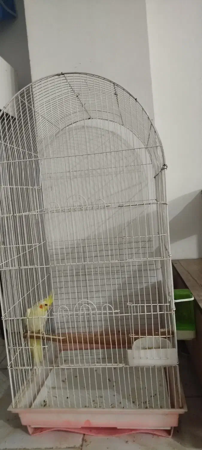 قفس بزرگ بدونه عروس هلندی|لوازم جانبی حیوانات|پاکدشت, پاکدشت (مامازند)|دیوار