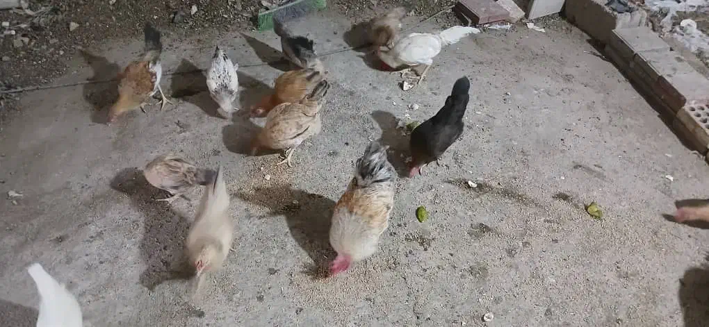 خروس ومرغ دورگ|حیوانات مزرعه|بندر ماهشهر, |دیوار