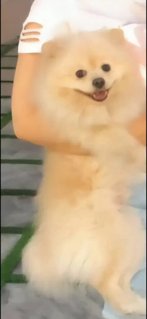 سگ گمشده|حیوانات|تهران, مجیدیه|دیوار