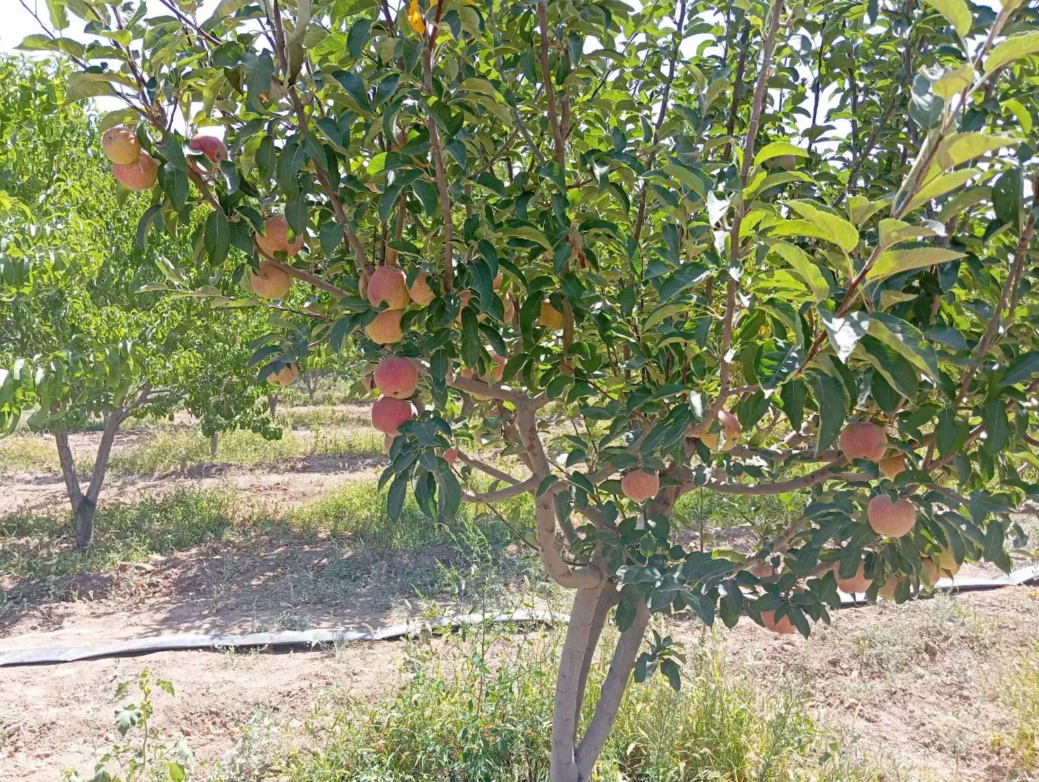 باغ|فروش خانه و ویلا|مشهد, درزآب|دیوار