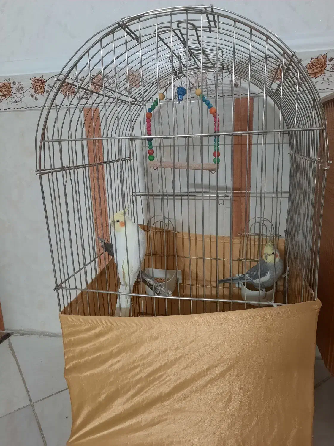 عروس هلندی نر وماده|پرنده|نسیمشهر, |دیوار