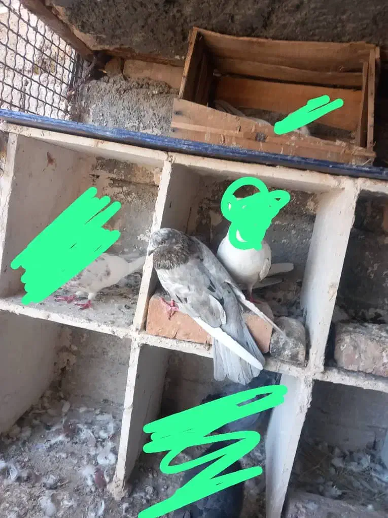 کبوتر سرور|پرنده|ایرانشهر, |دیوار