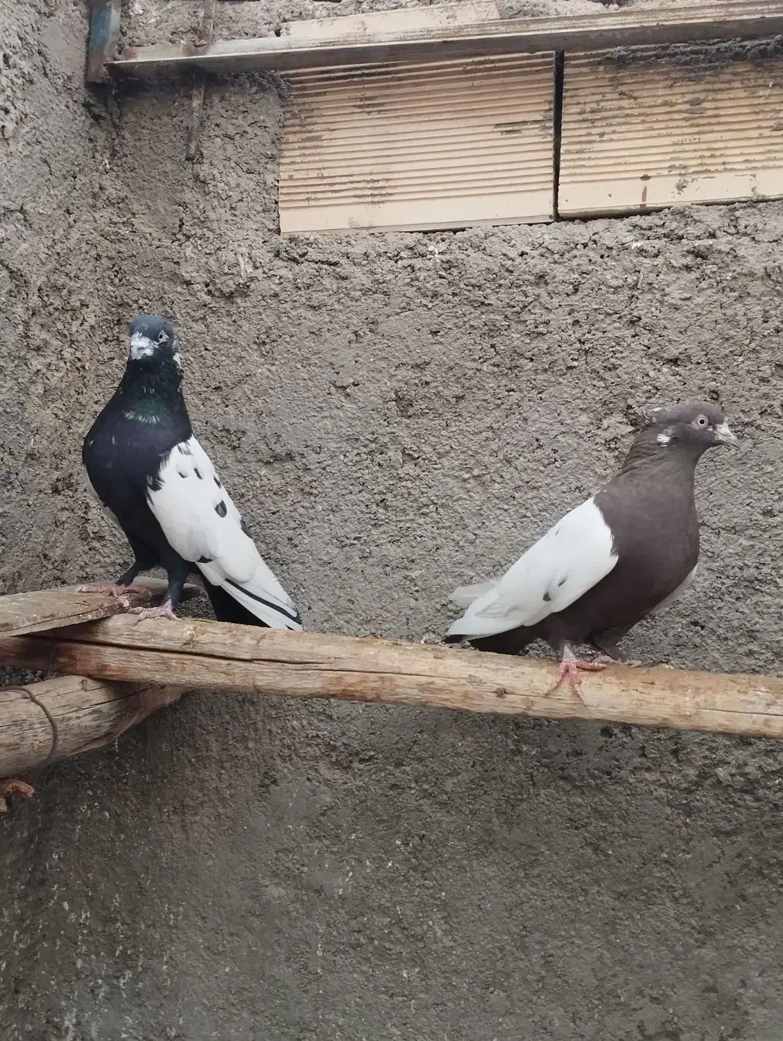 بال سفید|پرنده|شاهرود, |دیوار