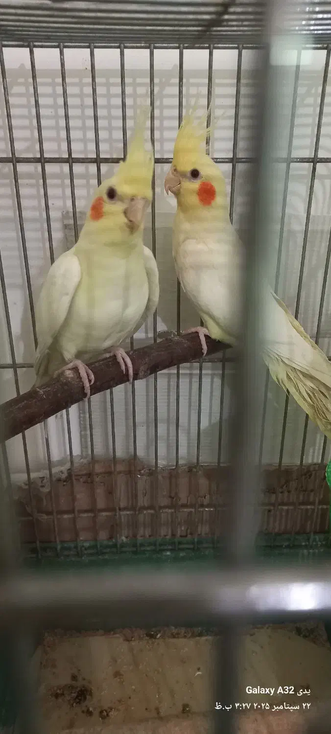 فروش پرنده|پرنده|رامسر, |دیوار